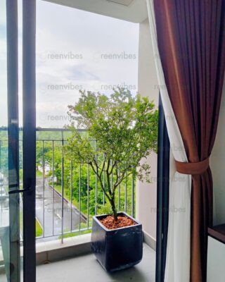 Cây Cảnh Giá Rẻ Quận 2 Tại GreenVibes – Doanh Nghiệp Thoải Mái Chọn Lựa