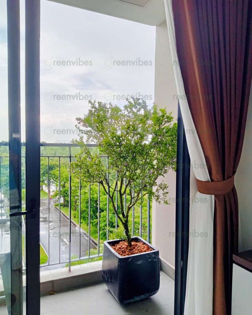Cây Xanh Ngoài Ban Công Quận 2 Cây Xanh Ngoài Ban Công Quận 2