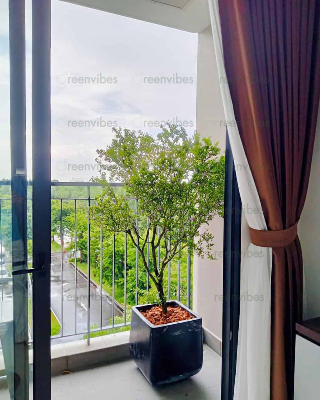 Cây Cảnh Giá Rẻ Quận 2 Tại GreenVibes – Doanh Nghiệp Thoải Mái Chọn Lựa