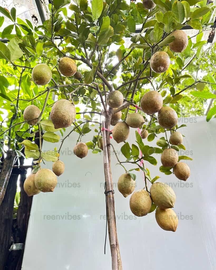 Cây Xanh Cộng Đồng Quận 2 Cây Xanh Cộng Đồng Quận 2