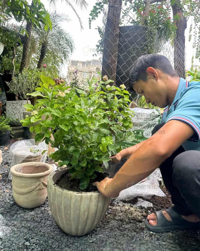 Tầm Quan Trọng Của Việc Bảo Vệ Và Phát Triển Cây Xanh Đô Thị Quận 2 Cây Xanh Đô Thị Quận 2