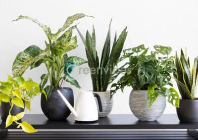 Địa Chỉ Chuyên Cung Cấp Cây Cảnh Quận 2 Uy Tín TPHCM