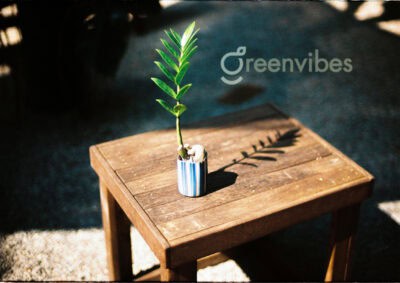 Cây cảnh mini để bàn Greenvibes