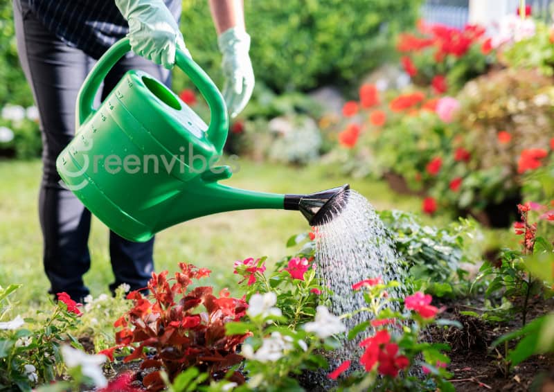 Top Sai Lầm Khi Chăm Sóc Cây Xanh Tại Nhà Mà Nhiều Người Mắc Phải