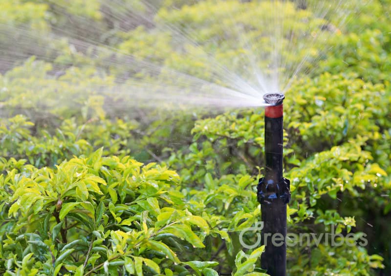 Sai Lầm Thường Gặp Khi Chăm Sóc Cây Xanh