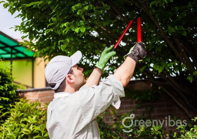 Bảo Dưỡng Cây Xanh Quận 2 Greenvibes