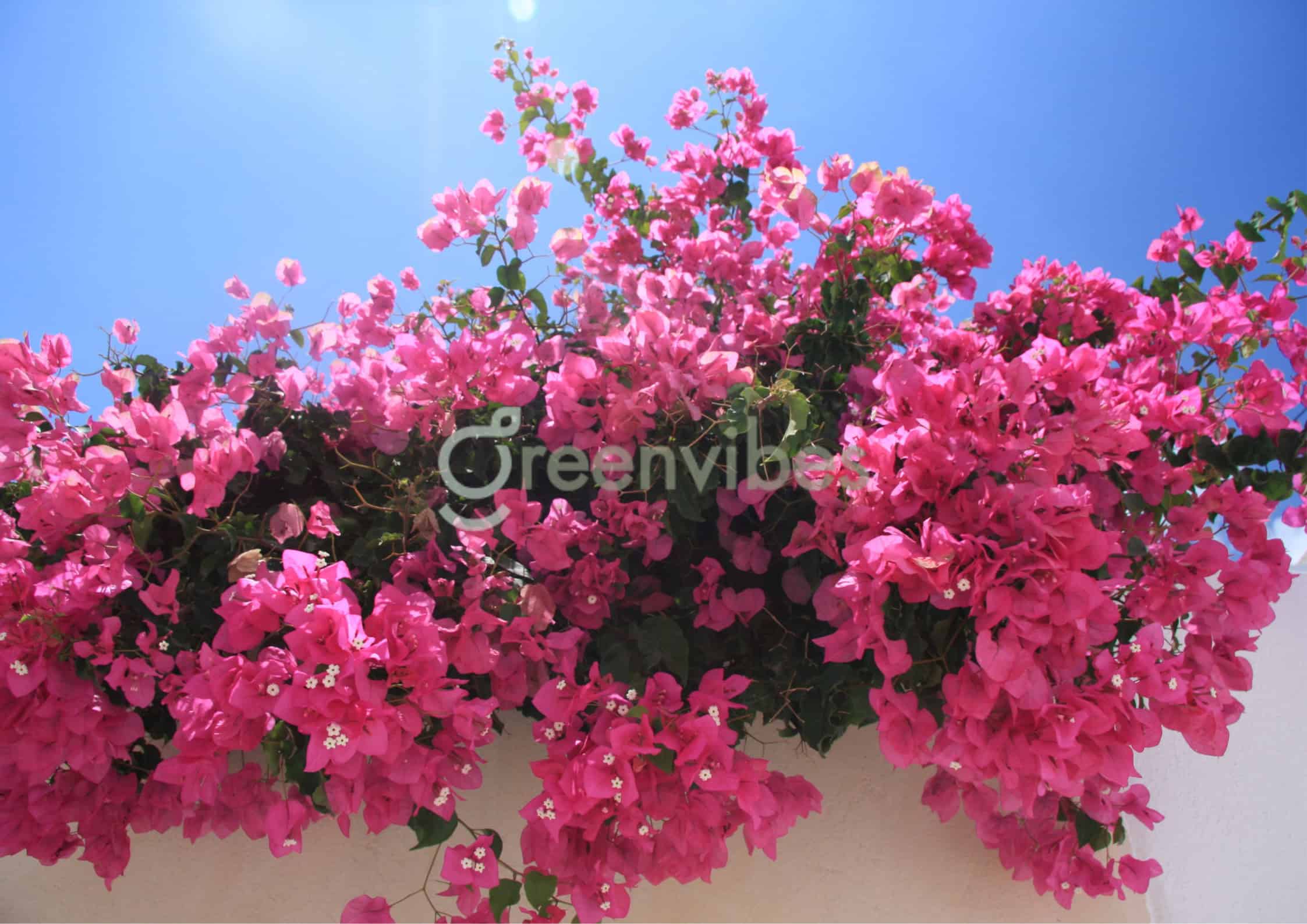 Trồng cây hoa giấy trước nhà giúp xua đuổi tà khí