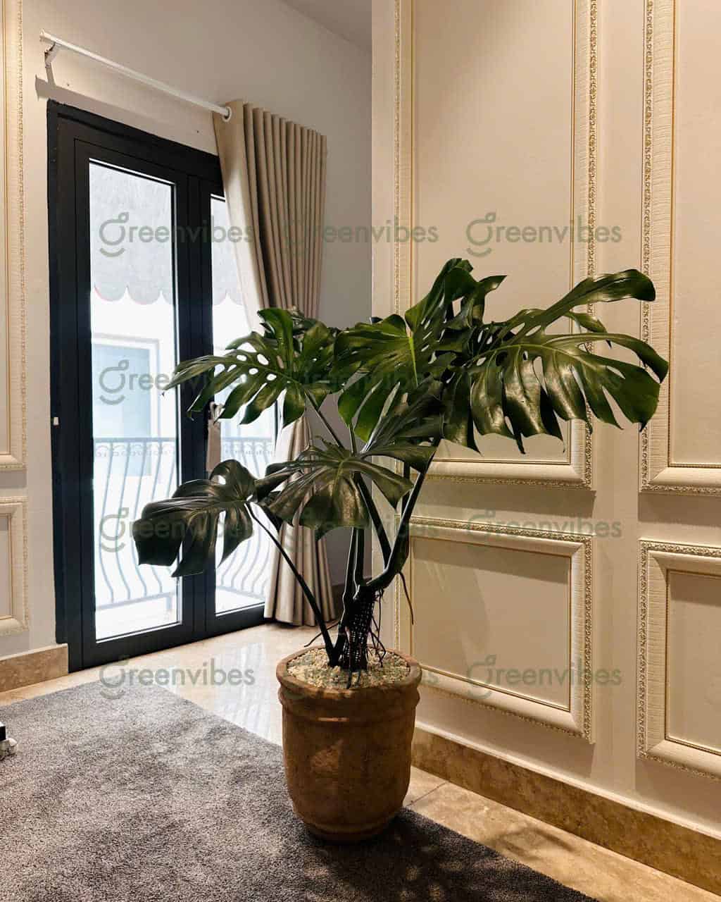 Ánh sáng phù hợp với đặc tính cây