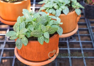 Giữ Cây Cảnh Sân Vườn Luôn Xanh Tốt Nhờ Thói Quen Chăm Sóc Đơn Giản