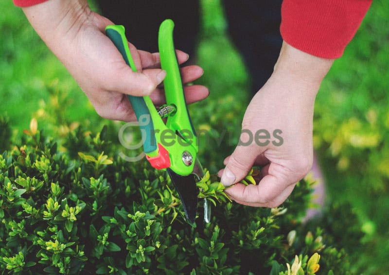 Dịch Vụ Cắt Tỉa Cây Xanh Quận 2 Giá Rẻ | Greenvibes