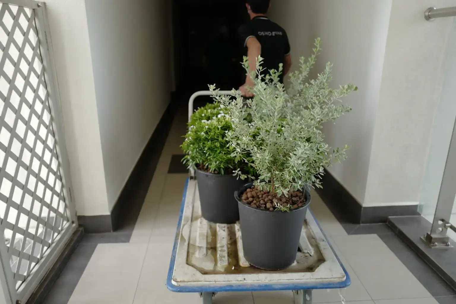 Bảo Dưỡng Cây Xanh Định Kỳ – Yếu Tố Giữ Gìn Vẻ Đẹp Dài Lâu