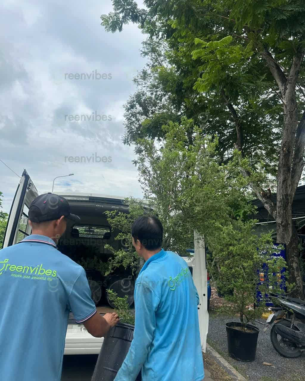 Bảo Dưỡng Cây Xanh Quận 2 – Yếu Tố Quyết Định Vẻ Đẹp Lâu Dài