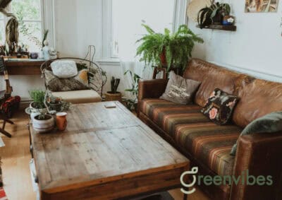 Cách Chăm Sóc Cây Xanh Nội Thất Đúng Kỹ Thuật