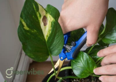 Dịch Vụ Chăm Sóc Cây Xanh Văn Phòng Tận Nơi Quận 2
