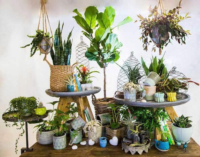 Cây Xanh Quận 2 Và Vai Trò Trong Cải Thiện Chất Lượng Sống