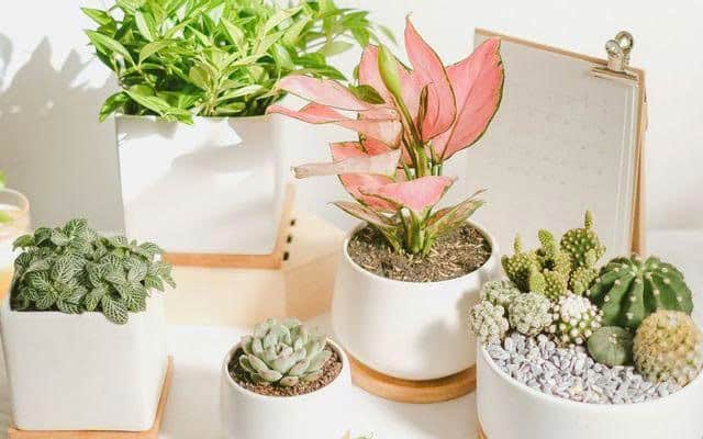 Trang Trí Cây Cảnh Phù Hợp Với Không Gian Lớp Học Nail