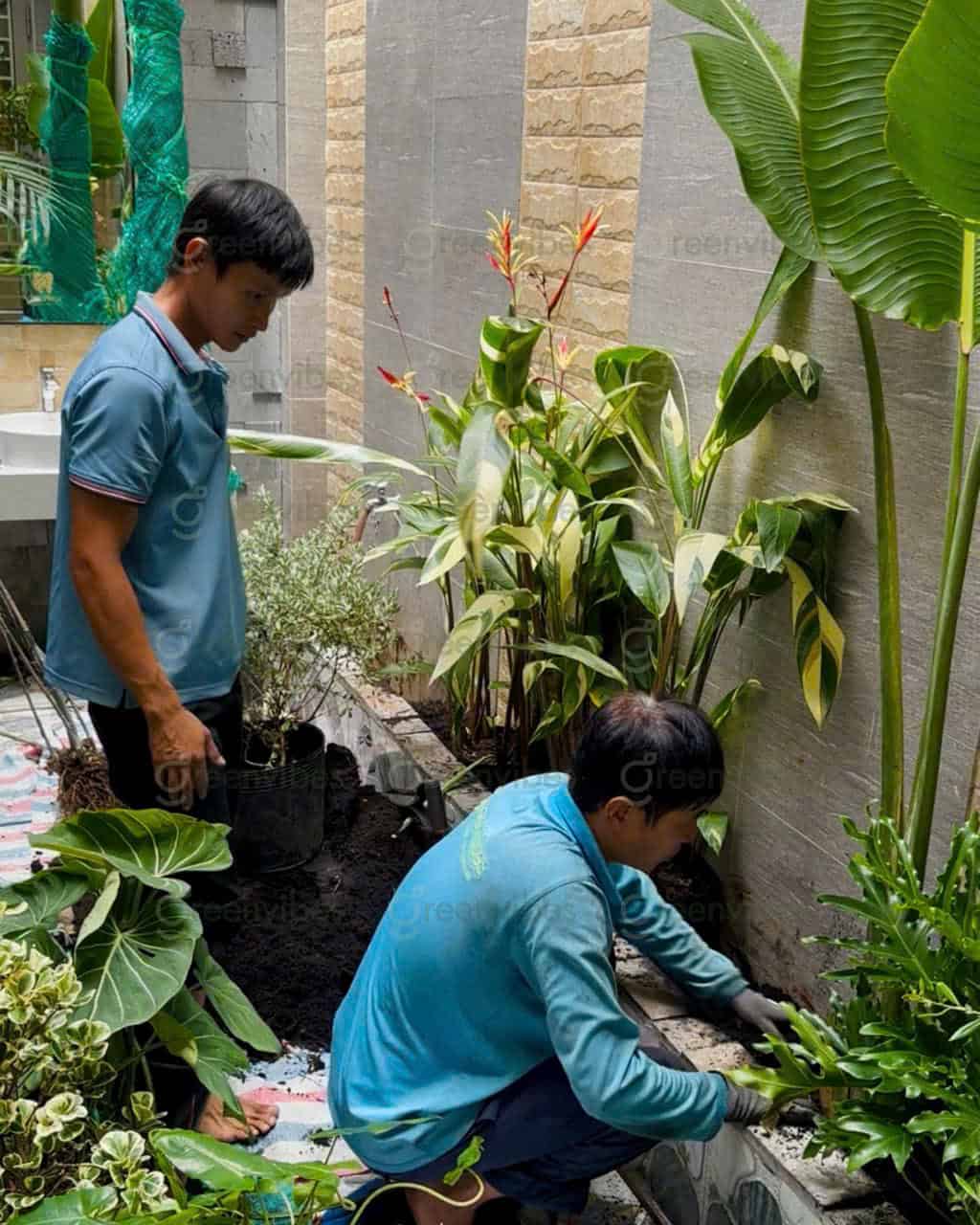 Bảo Dưỡng Cây Xanh Theo Yêu Cầu Đảm Bảo An Toàn Không Gian