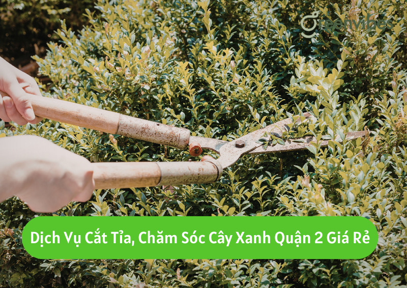 Dịch Vụ Cắt Tỉa, Chăm Sóc Cây Xanh Quận 2 Giá Rẻ